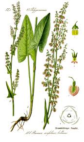 Image result for Rumex