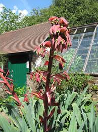 Image result for Beschorneria yuccoides