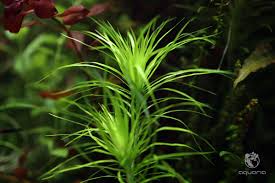 Image result for Syngonanthus