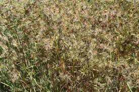 Image result for Themeda