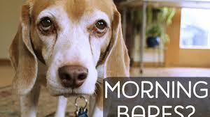 Dog threw up yellow bile. Why Is My Dog Vomiting Bile In The Morning Pethelpful