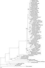 Image result for Xerophyta pauciramosa