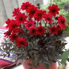 Van Zyverden 3 Count Dahlia Bulbs Lowes Com Flower Pots Bulb Flowers Container Gardening