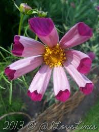 Cosmos Pied Piper Summer Garden Flowers Secret Garden