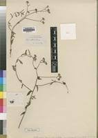 Image result for Erlangea