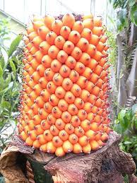 Maybe you would like to learn more about one of these? Pin On Dream To Grow
