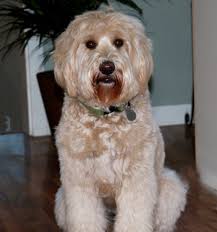 Here are some general tips for basic grooming labradoodle at home eyes. Labradoodle Grooming Guide Spring Creek Labradoodles