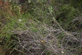 Image result for Melaleuca hamulosa