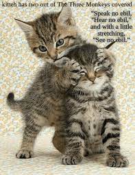 Kitteh Has Two Out Of The Three Monkeys Covered Kittens Cutest Baby Cats Cute Cats