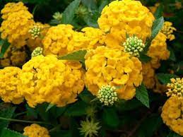 A new season has arrived, and it's full of dramatic contrast. 10 Beautiful Types Of Yellow Flowers For Your Backyard Yellow Hydrangea Planting Hydrangeas Hydrangea Potted Plant