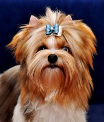 ipek tuylu guzellik yorkshire terrier yavru kopek yorkshire