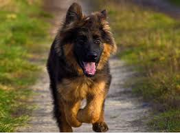 We breed german shepherd puppy for the love and passion we have towards them. Original Breed German Shepherd Puppy Price In India