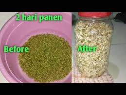 Cek cara membuat tahu rumahan. Cara Membuat Tauge Kacang Hijau 2 Hari Panen Youtube
