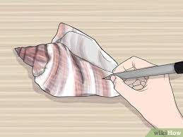 Wunderbare tauchen sie ein in die welt der muscheln. Ohne Bohrer Ein Loch In Eine Muschel Hinein Bohren 11 Schritte Mit Bildern Wikihow