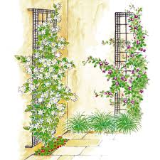 1 Garten 2 Ideen Stadtgarten Im Innenhof Kletterpflanzen Stadtgarten Kletterpflanzen Immergrun