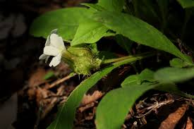 Image result for Crabbea velutina