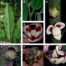 Image result for Polyceratocarpus gossweileri