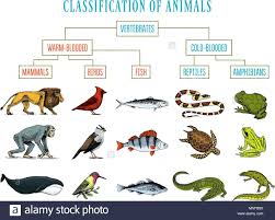 Animal Flow Chart Ks2 Diagram Nationalphlebotomycollege