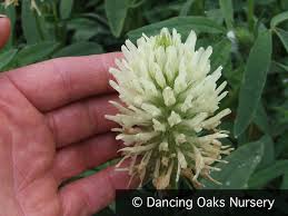 Image result for Trifolium