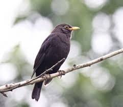 Chinese Blackbird Vietnam Travel Black Bird Vietnam
