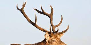 The Truth About Deer Antler Spray