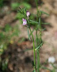 Image result for Misopates