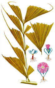 Image result for Caryota urens