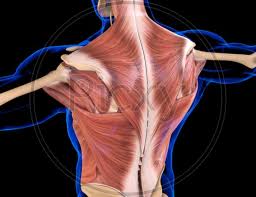 The torso or trunk is an anatomical term for the central part, or core, of many animal bodies (including humans) from which extend the neck and limbs. Image Of Torso Muscle Anatomy For Medical Concept 3d Gu368525 Picxy