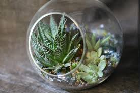 Mini Terrarium In New York Ny Gotham Florist Mini Terrarium Fresh Flowers Online Succulent Arrangements