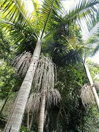 The foxtail palm is a fast growing palm tree and under ideal conditions it can grow from 2 to 3 feet each year. 15 Low Maintenance Palm Trees For Your Home Garden Conserve Energy Future