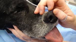 How to place an intravenous (iv) catheter | canine iv catheter placement. Placement Of Nasal Oxygen Catheters Clinician S Brief