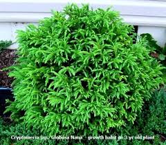 Große auswahl an cryptomeria japonica nana. Globosa Nana Cryptomeria