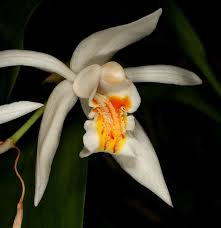 Coelogyne Cumingii Orchid Varieties Orchids All About Plants