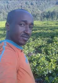 Tea farms in Kenya produce most tea consumed globally