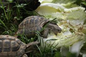 What Is The Life Span Of A Russian Tortoise Youll Be