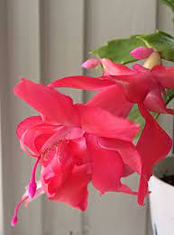 You can help this process. Why Won T My Christmas Cactus Bloom And What To Do About It Shifting Roots
