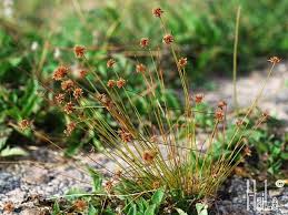 Image result for Bulbostylis schoenoides