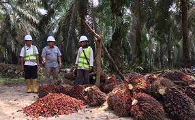 Kelapa sawit termasuk tanaman daerah tropis yang tumbuh baik antara garis lintang 130 lintang utara dan. Faktor Pertanian Kelapa Sawit San Kalop