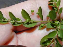 Image result for Phyllanthus tenellus