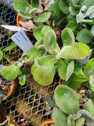 Image result for Kalanchoe lateritia