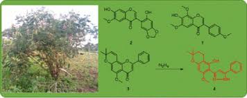 Image result for Tephrosia elata