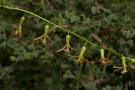 Image result for Dipcadi longifolium