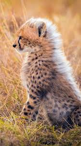 Check spelling or type a new query. Cheetah Cub Mane Grass Africa 750x1334 Iphone 8 7 6 6s Wallpaper Background Picture Image
