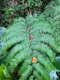 Image result for Marattiaceae