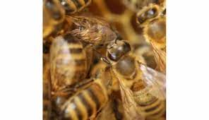 Regarder être avec les abeilles streaming en . Phalsbourg Projection A Phalsbourg Etre Avec Les Abeilles