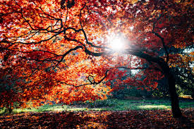 Day length decreases and night length increases as the season progresses. What S So Special About Autumn The Melancholic Season