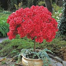 This invasive insect feeds on more than 300 plants and costs the united states more than $460 million a. Azalea Japanese Red Thompson Morgan