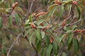 Image result for Croton gratissimus