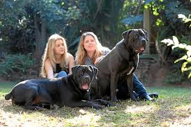 Pure bred boerboel puppies for sale. Green Light Makes Black Boerboel Top Dog