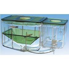 All products from betta breeding tank category are shipped worldwide with no additional fees. Amazon Com Aquarium Betta Tank Nursery Breeding Tank Divider System Automatic Circulating Hatchery Baby Fish 5 1 4 In Fish Breeding Baby Fish Swordtail Fish